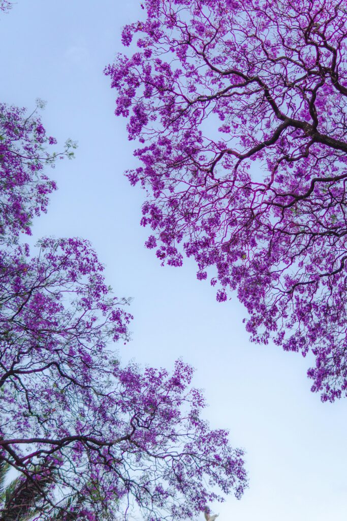Beautiful jacaranda blossoms with vivid purple colors contrast a clear blue sky in this springtime capture.